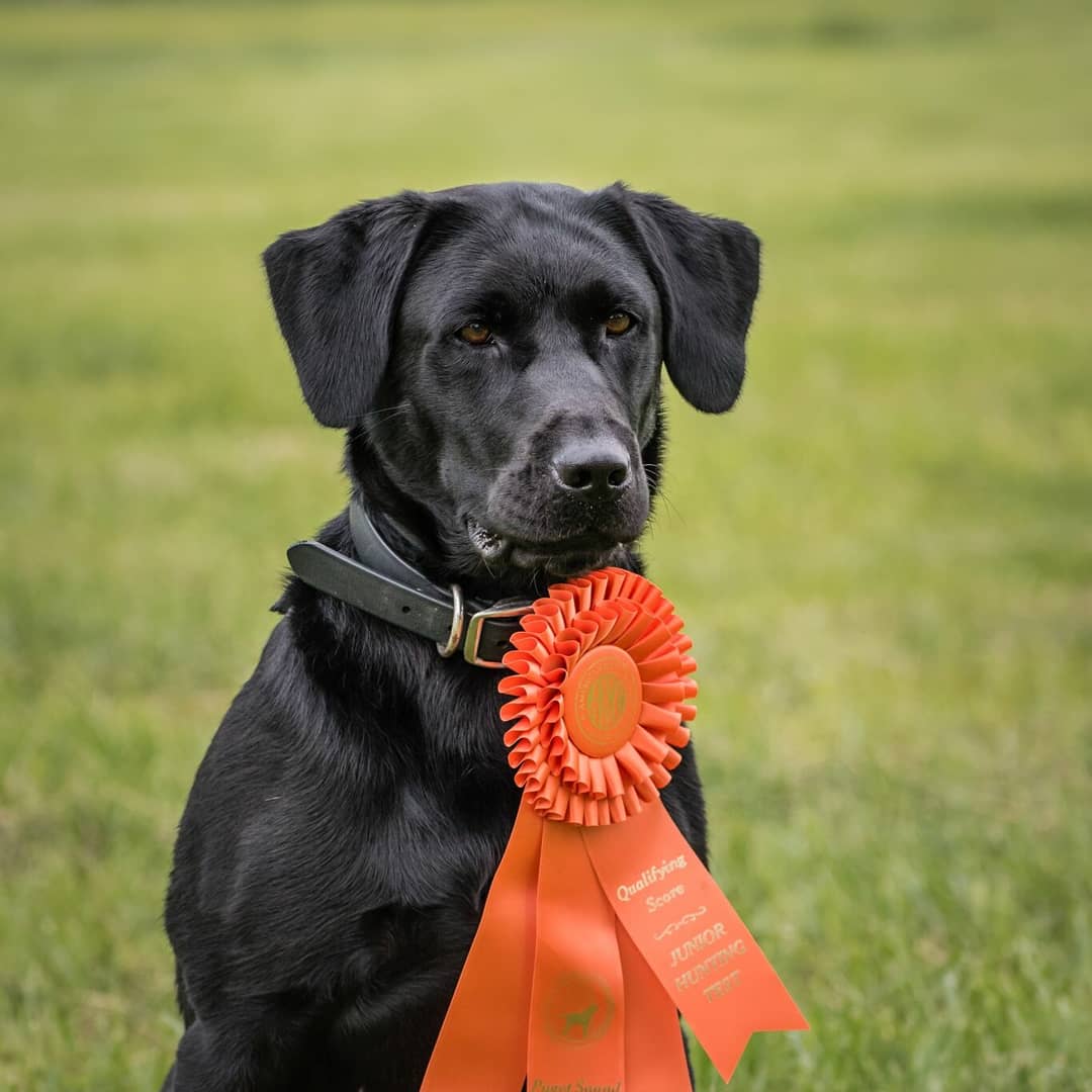 Rattlinridge's Atomic Nola SH | Black Labrador Retriver