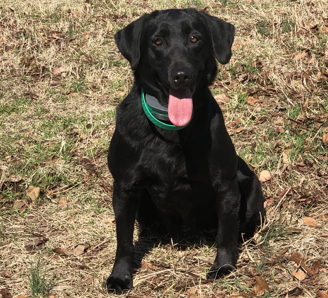 HR Next Generations Dirty Dancing | Black Labrador Retriver