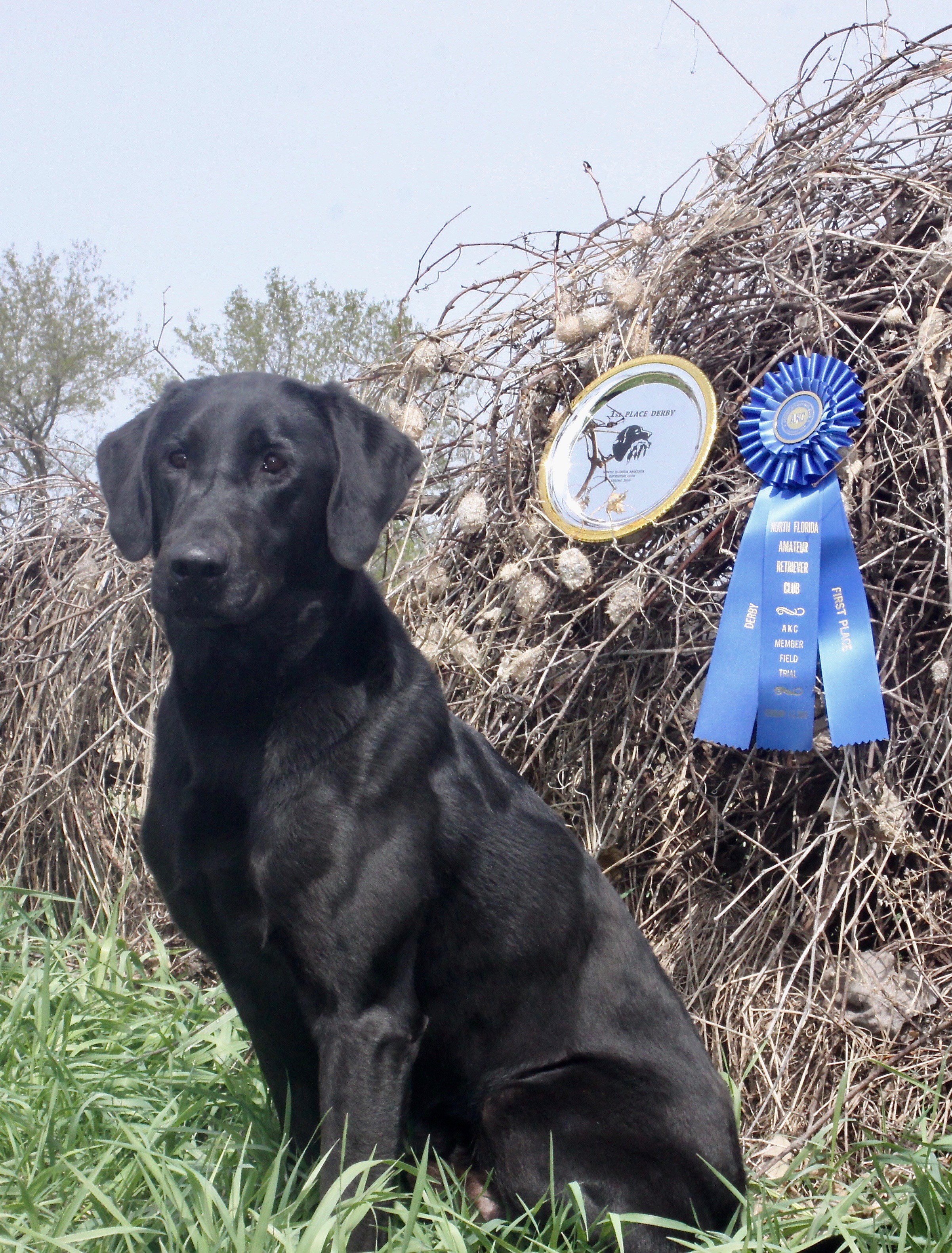 Seaside's  Way Over The Stars | Black Labrador Retriver