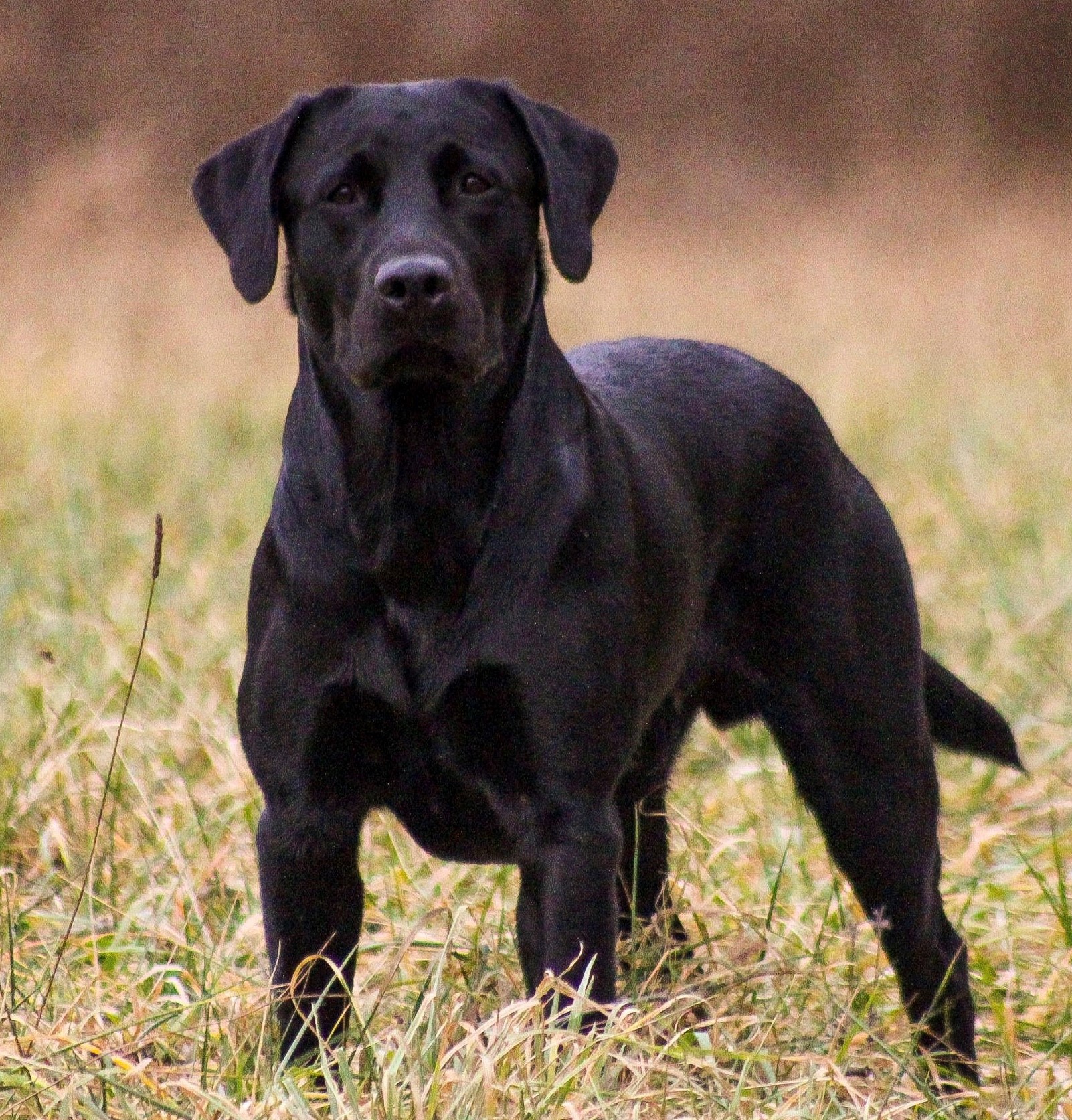 HRCH UH Katalyst’s Top Sea Raider SH SWN | Black Labrador Retriver