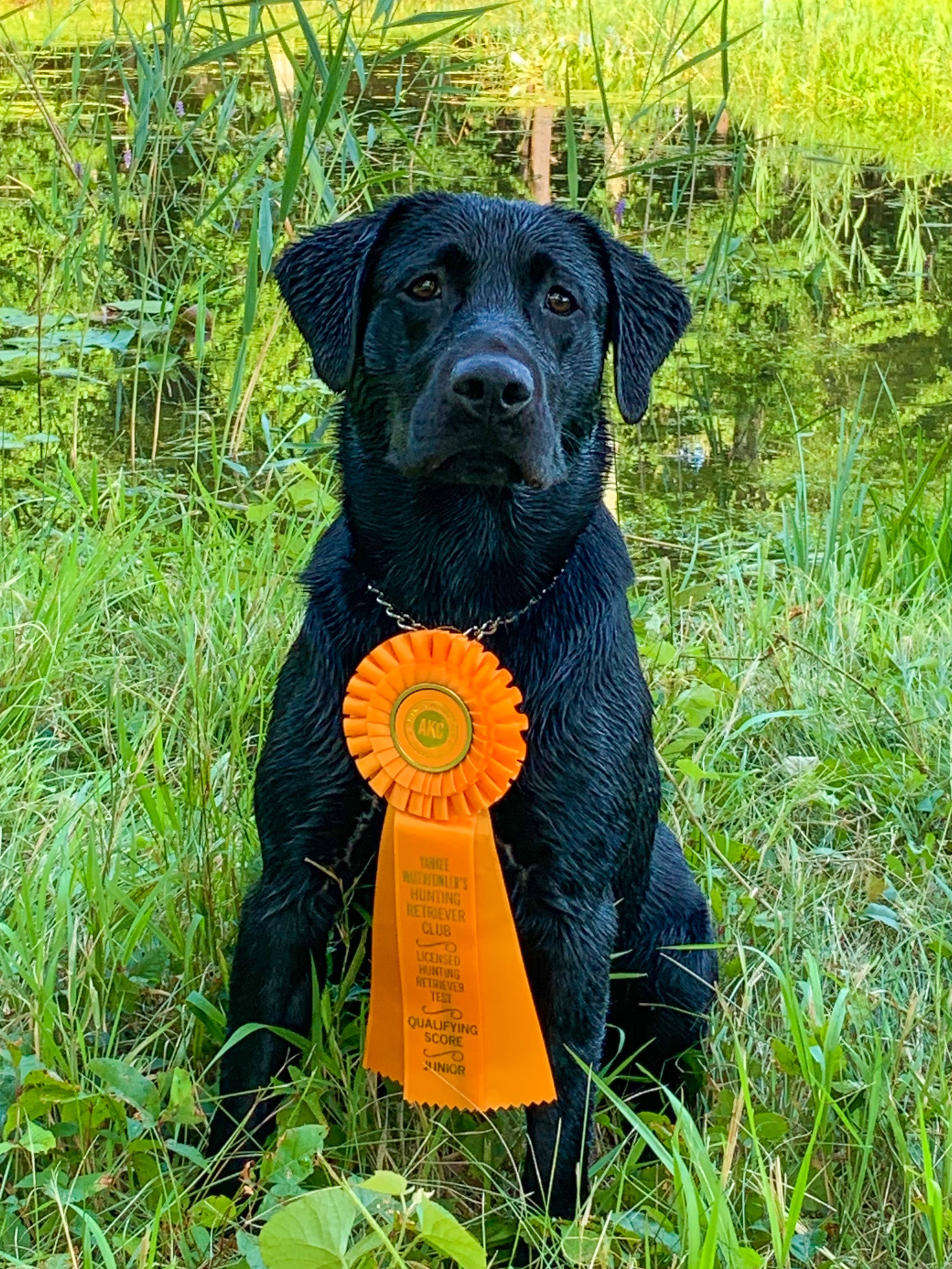 HRCH UH Katalyst’s Top Sea Raider SH SWN | Black Labrador Retriver