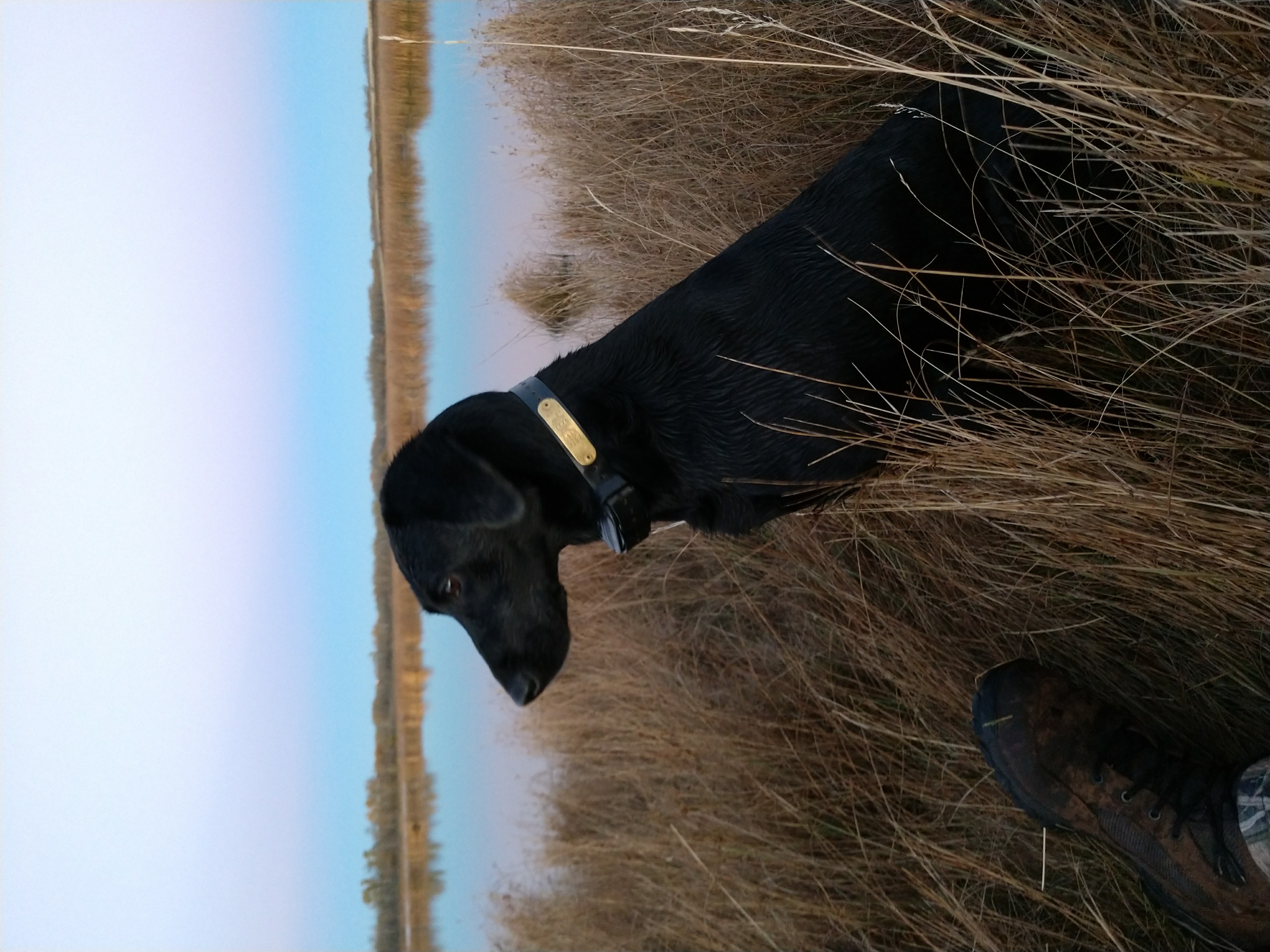 The Ice River Express | Black Labrador Retriver