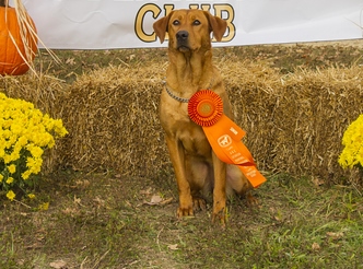 Churn Creek's Red Haired Country Girl SH | Yellow Labrador Retriver
