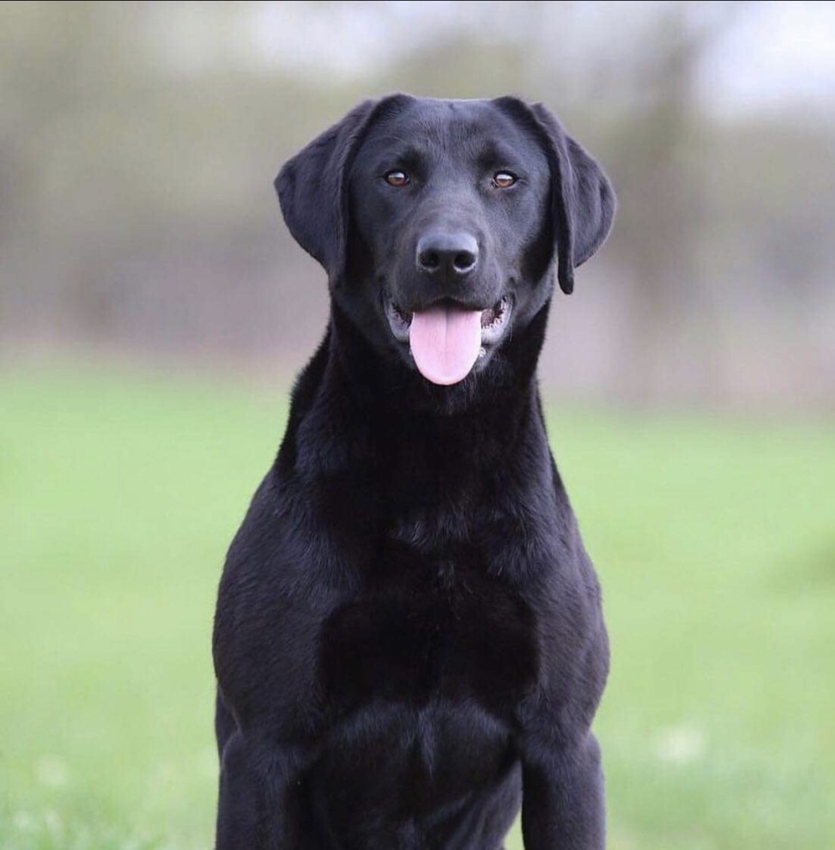 GRHRCH Summits Hometown Girl | Black Labrador Retriver