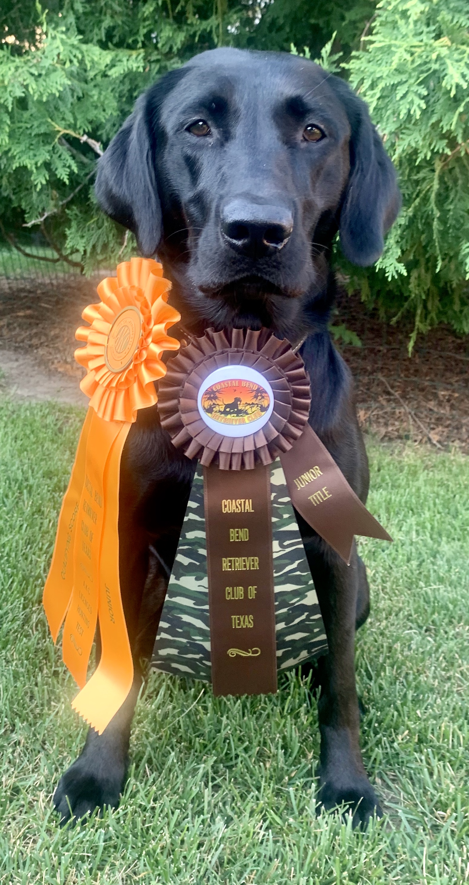 Born To Hunt Birds JH | Black Labrador Retriver