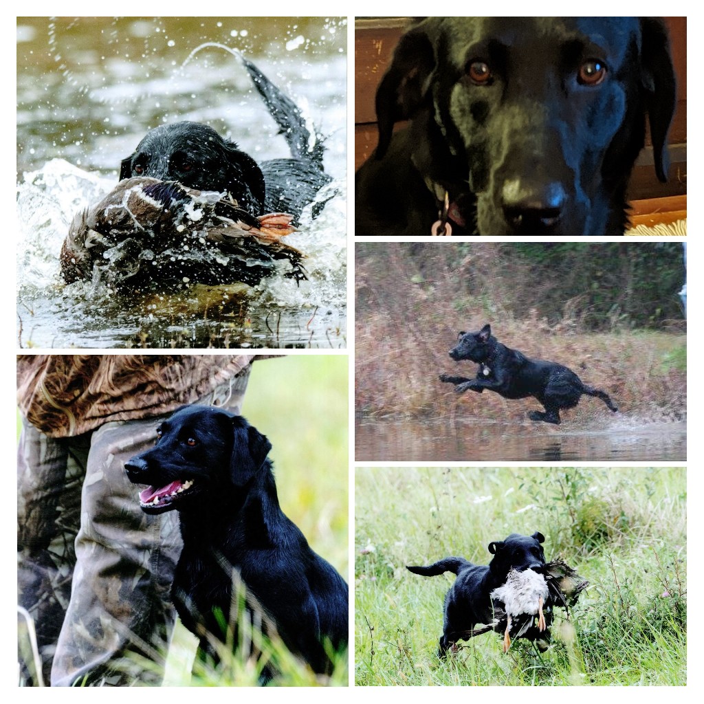 HRCH Adairs Autumn Annabelle | Black Labrador Retriver