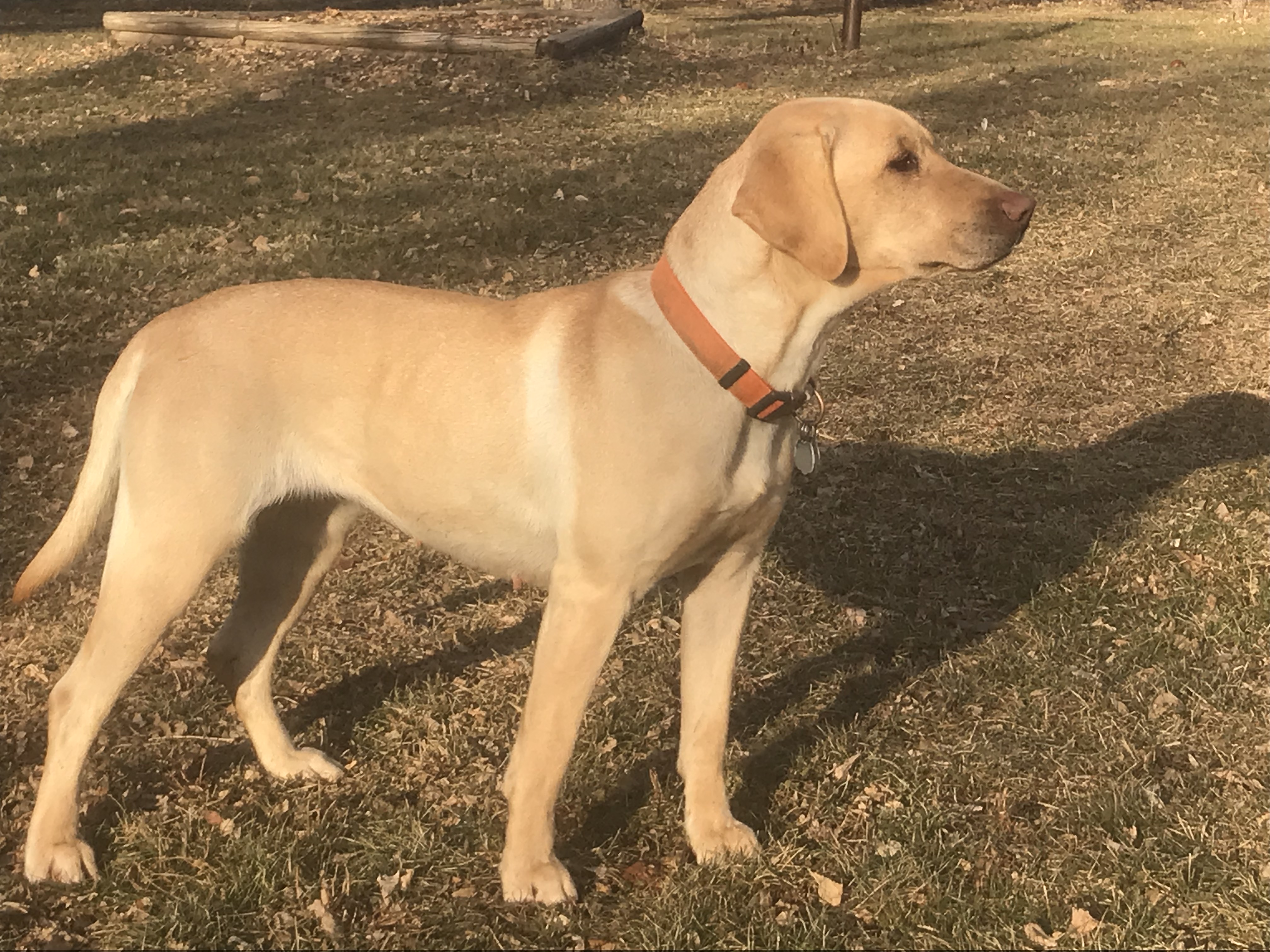 APR, HR Hartman's Belle Of The Ball | Yellow Labrador Retriver