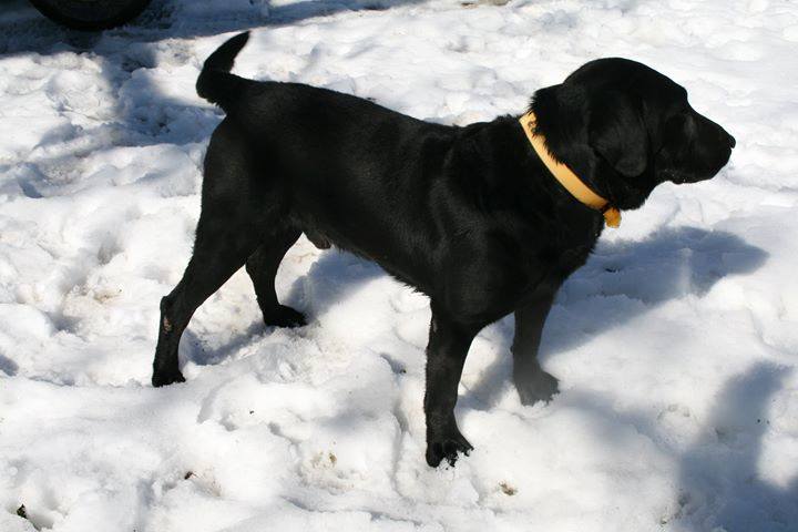 Buckwheat Of Milliken Creek | Black Labrador Retriver