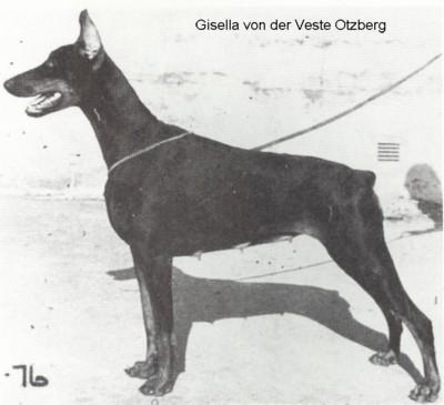 Gisella v.d. Veste Otzberg | Black Doberman Pinscher