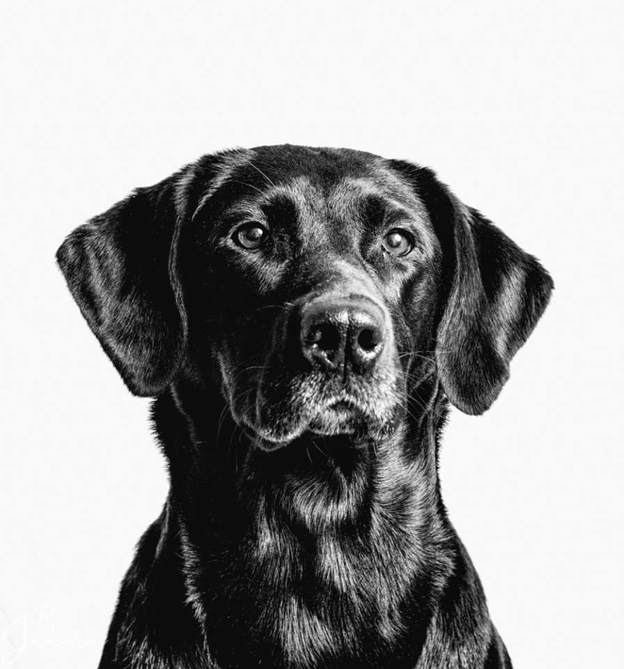 Walters' Sadie Marie | Black Labrador Retriver