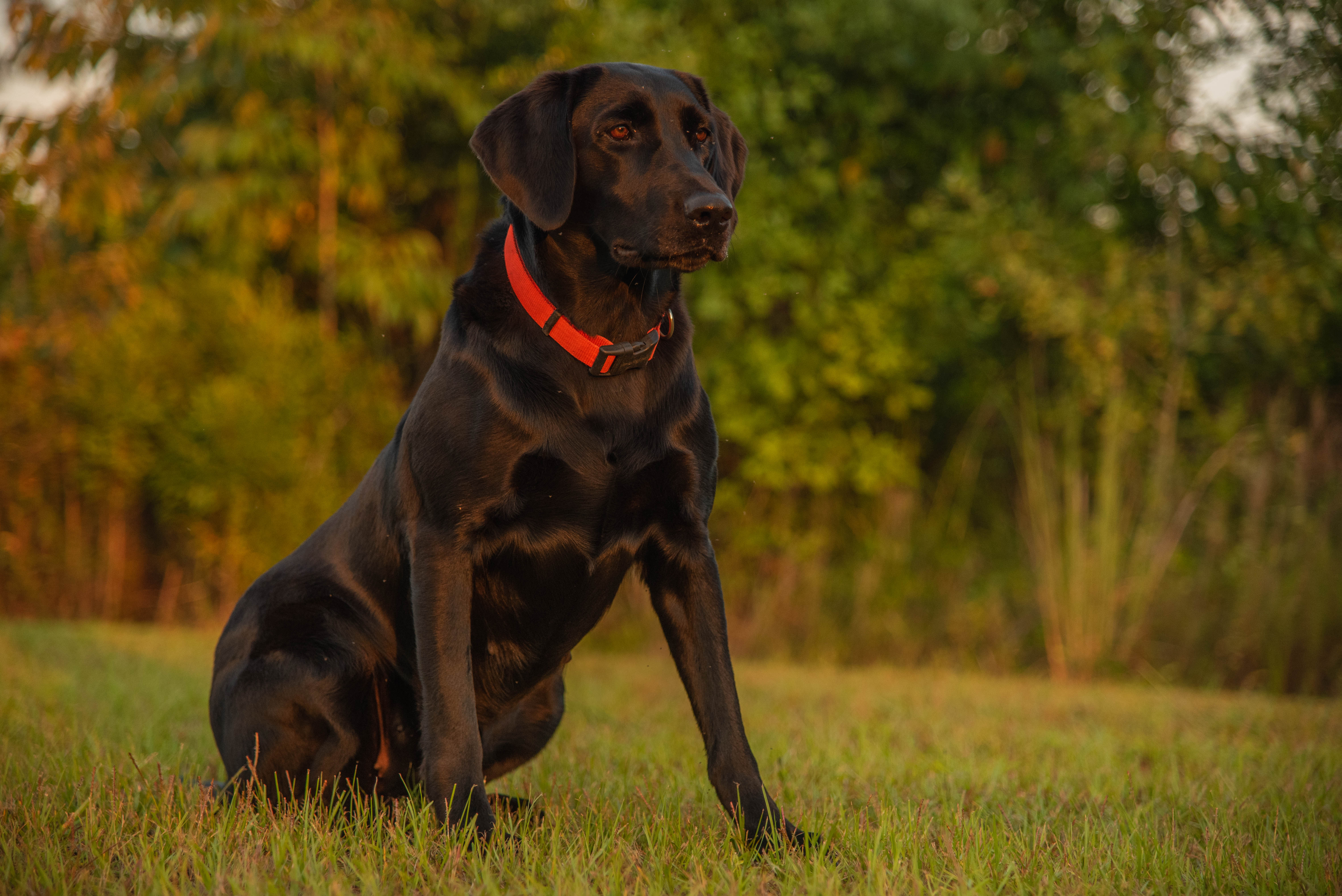 Double K’s Miss Ivy  QA2 | Black Labrador Retriver