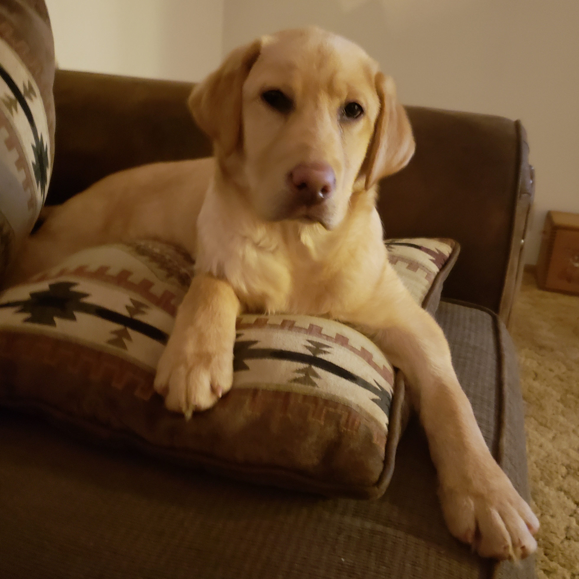 GDR's Breeze Off The Blackwater | Yellow Labrador Retriver