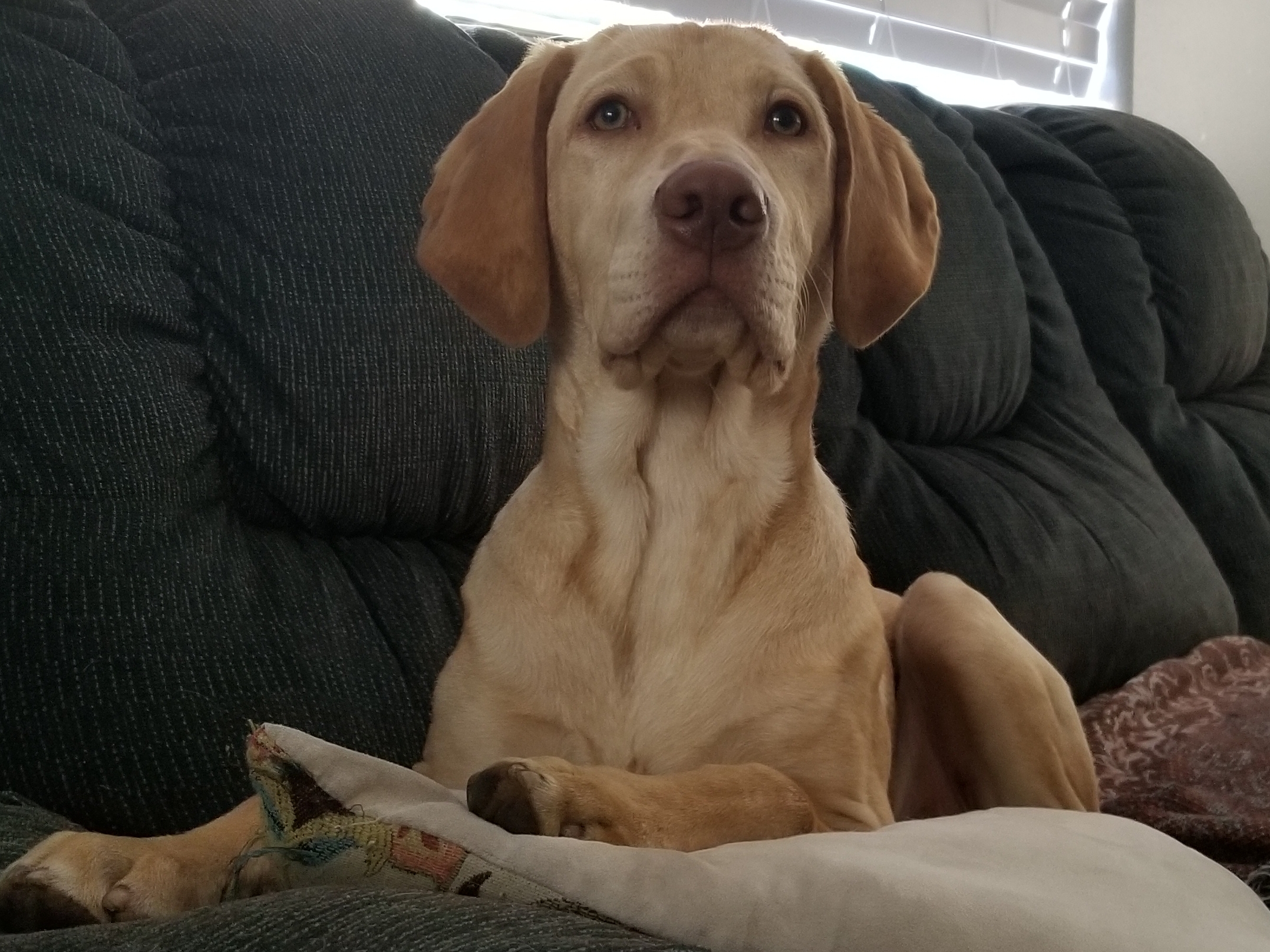 Iowa Pointing Labs Smith's Kota | Yellow Labrador Retriver