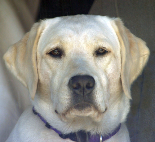 Tru-Heart's Bit O'Honey | Yellow Labrador Retriver