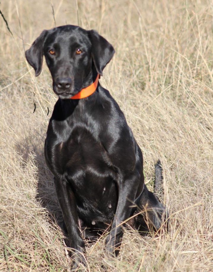 Hartlands Easton’s Remington | Black Labrador Retriver