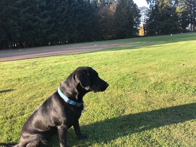 Orlando's Kiss In The Dark MH | Black Labrador Retriver