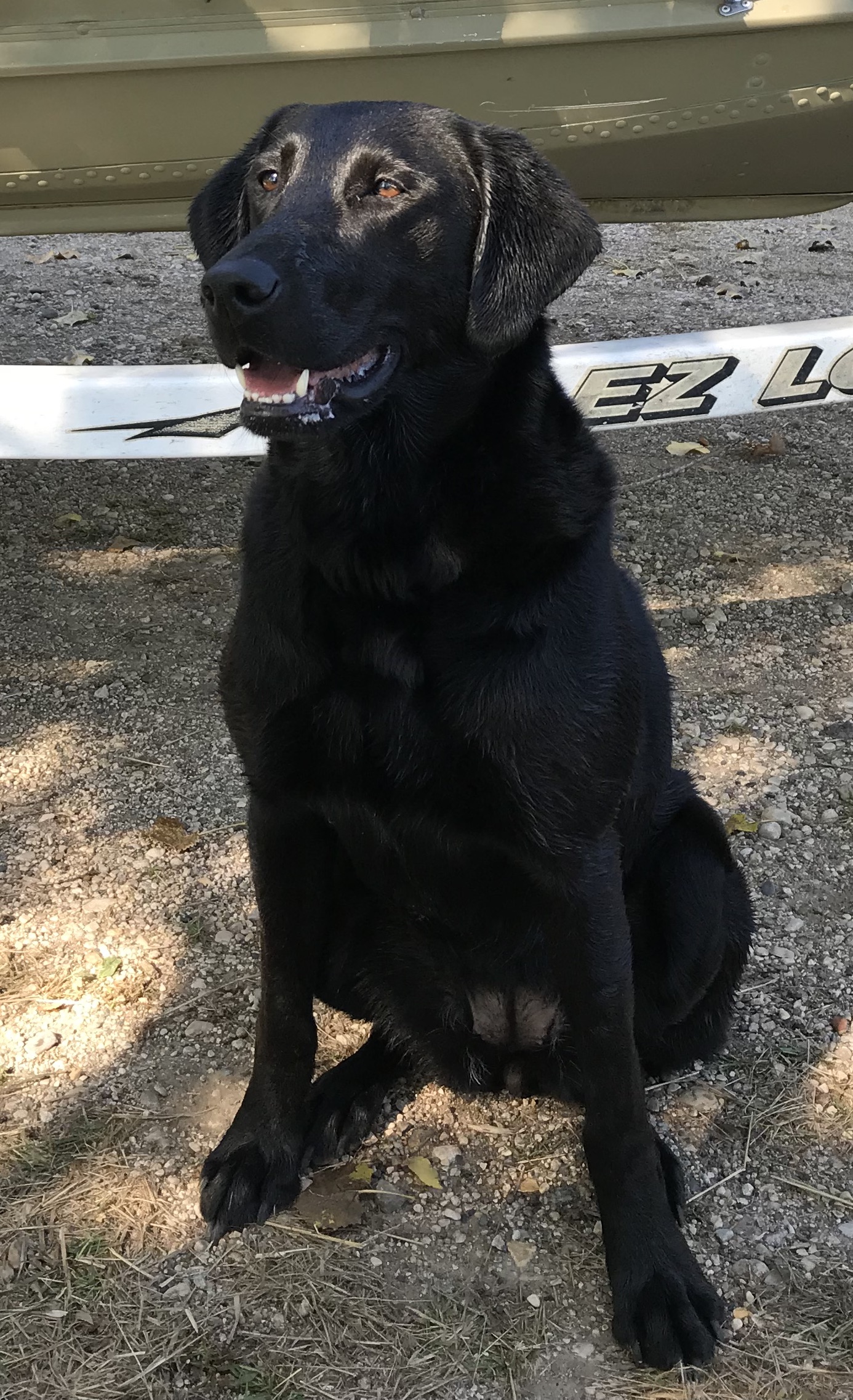 Max's High Velocity Magnum | Black Labrador Retriver