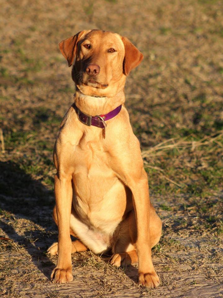 Wright's Ready Aim Fire | Yellow Labrador Retriver