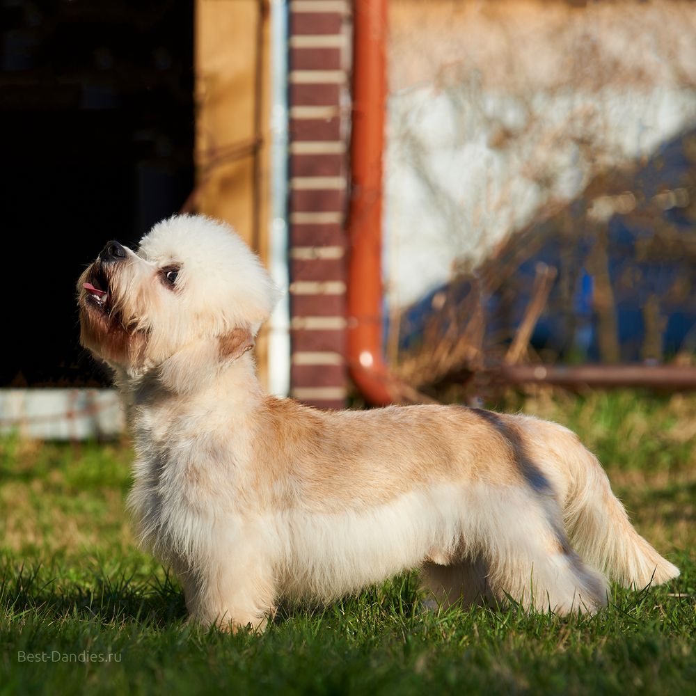 Sunny Magic Shafran | Dandie Dinmont Terrier 