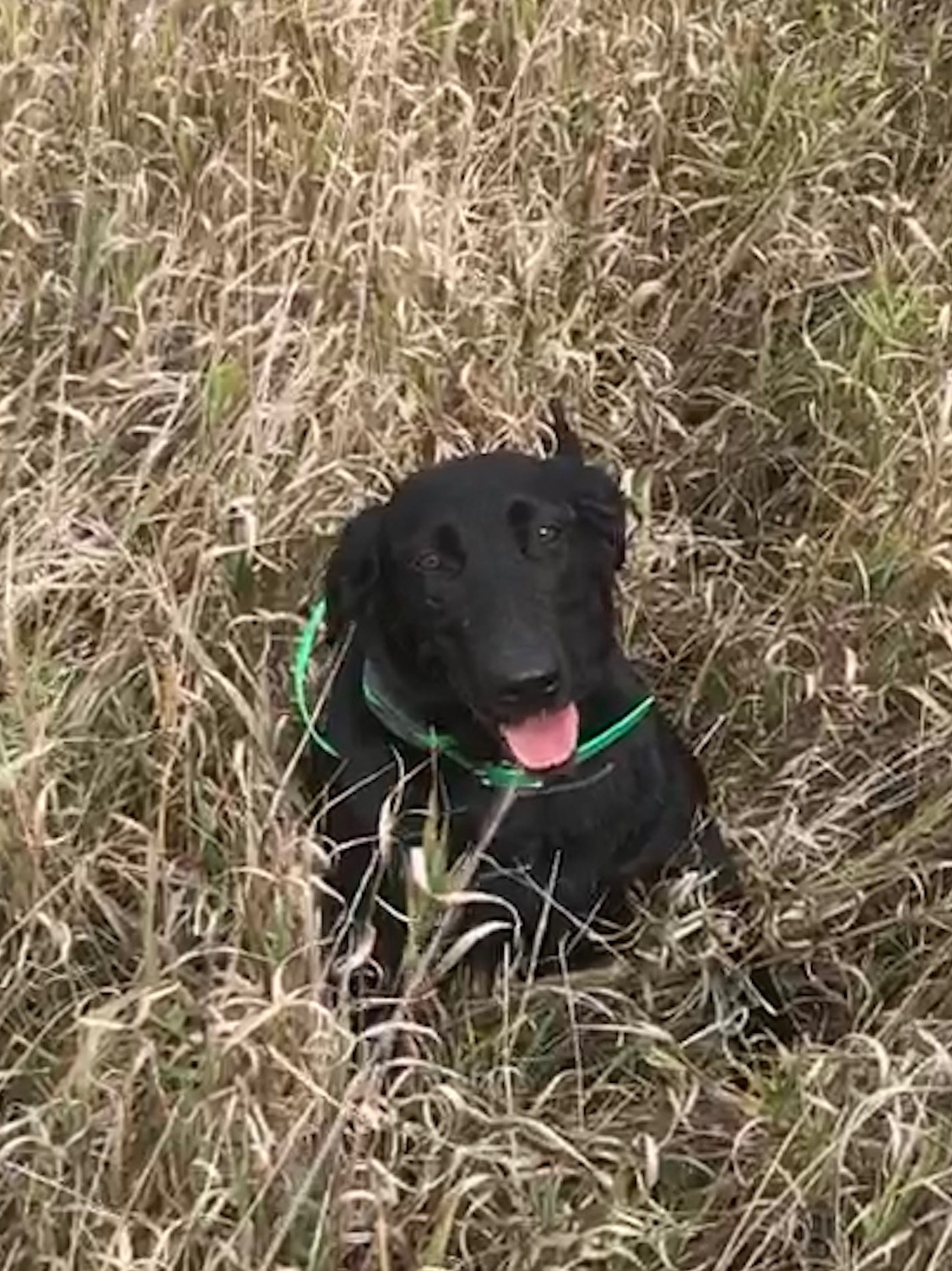 Highpoint's Rock Hard Roxanne | Black Labrador Retriver