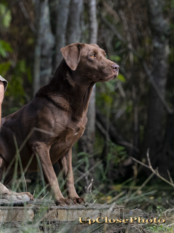 GRHRCH Deci's Little River Girl MH | Chocolate Labrador Retriver