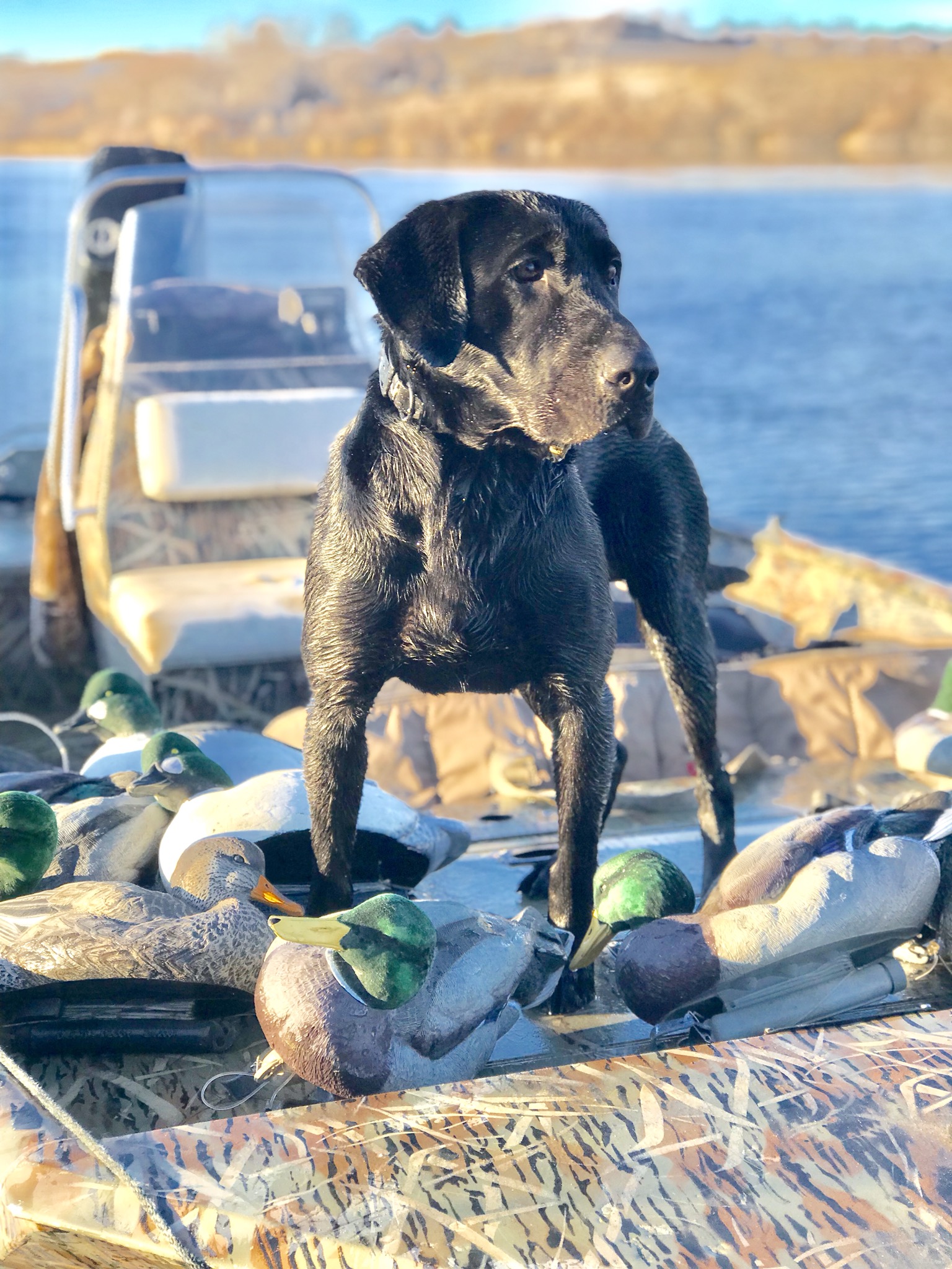 Hr’s Redlined Knucklehead | Black Labrador Retriver