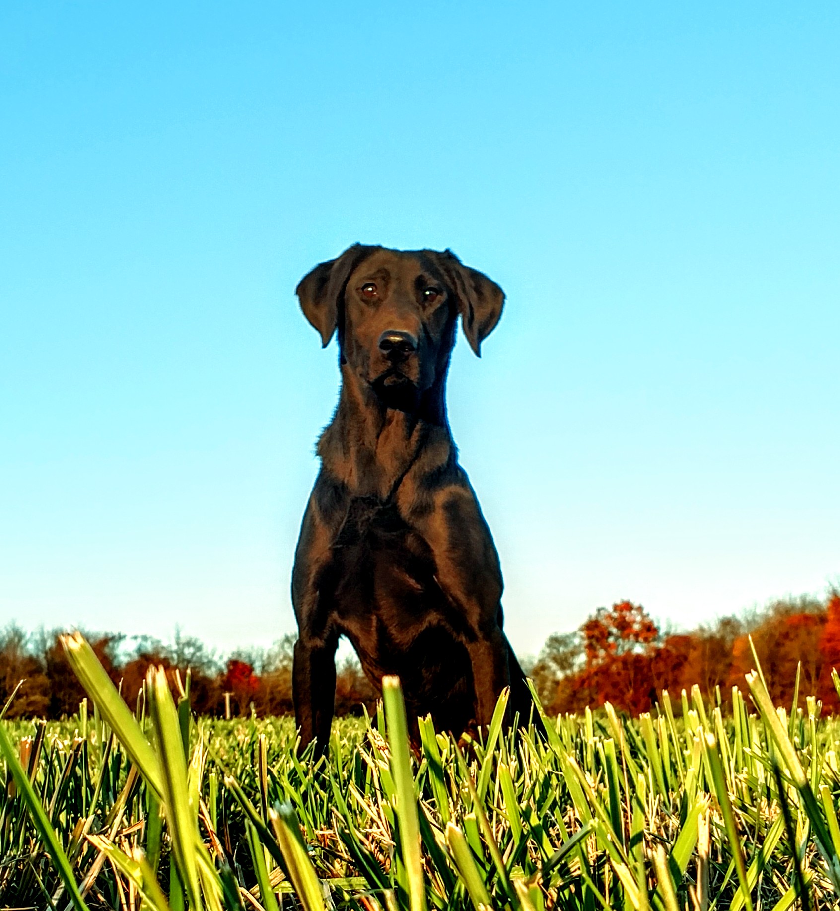 Grain Driver Labs Stunnin Like My Daddy | Black Labrador Retriver