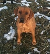 CPR Littlevalley's Antler Mtn's Miss Molly JH | Yellow Labrador Retriver