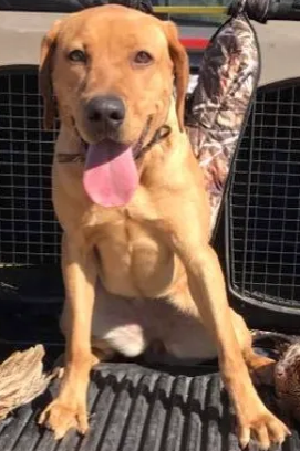 CPR Littlevalley's Antler Mtn's Miss Molly JH | Yellow Labrador Retriver