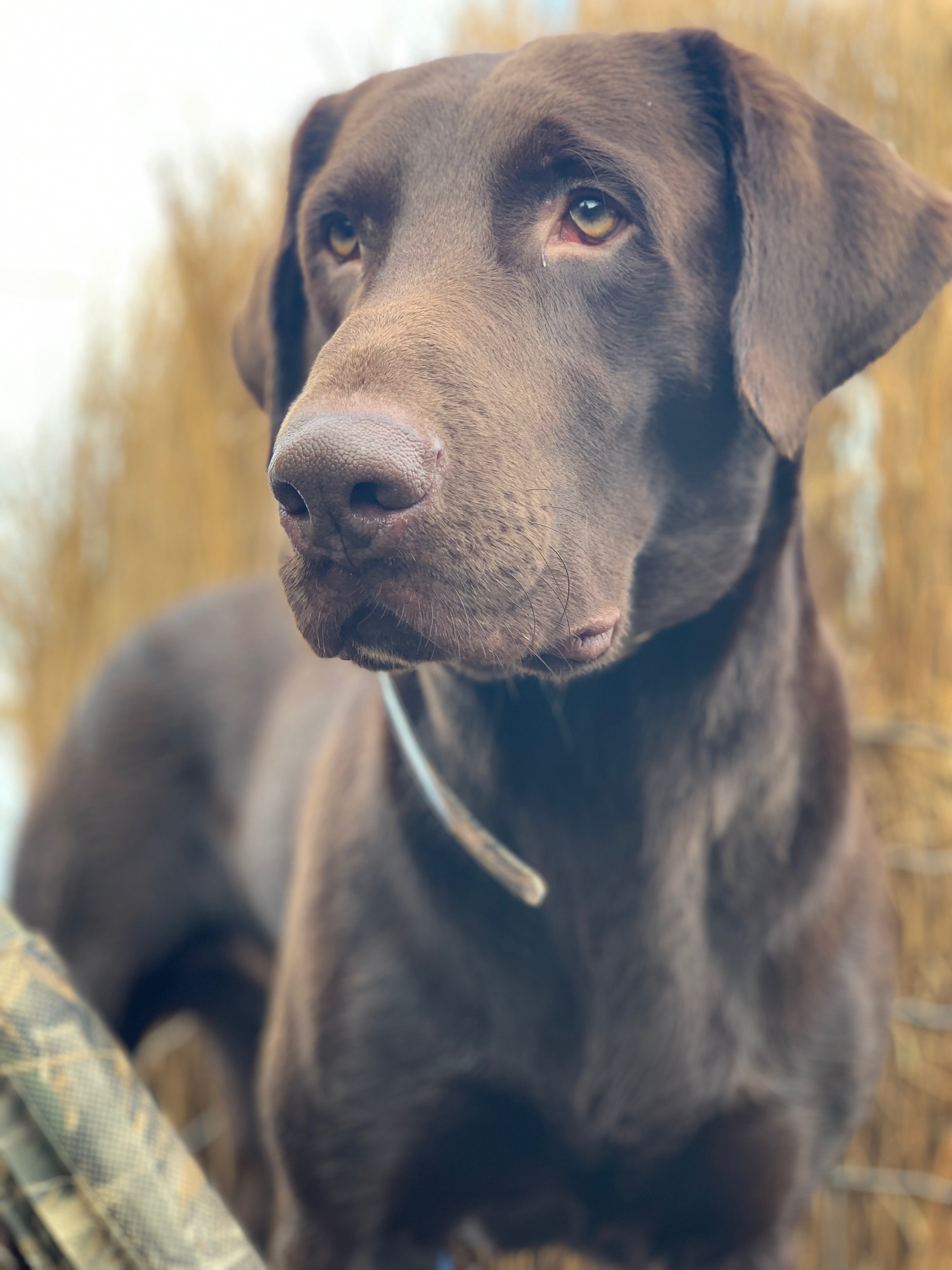 Cajun Roux Gunner | Chocolate Labrador Retriver