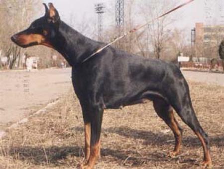 Ami Cobra (RKF 0012967) | Black Doberman Pinscher