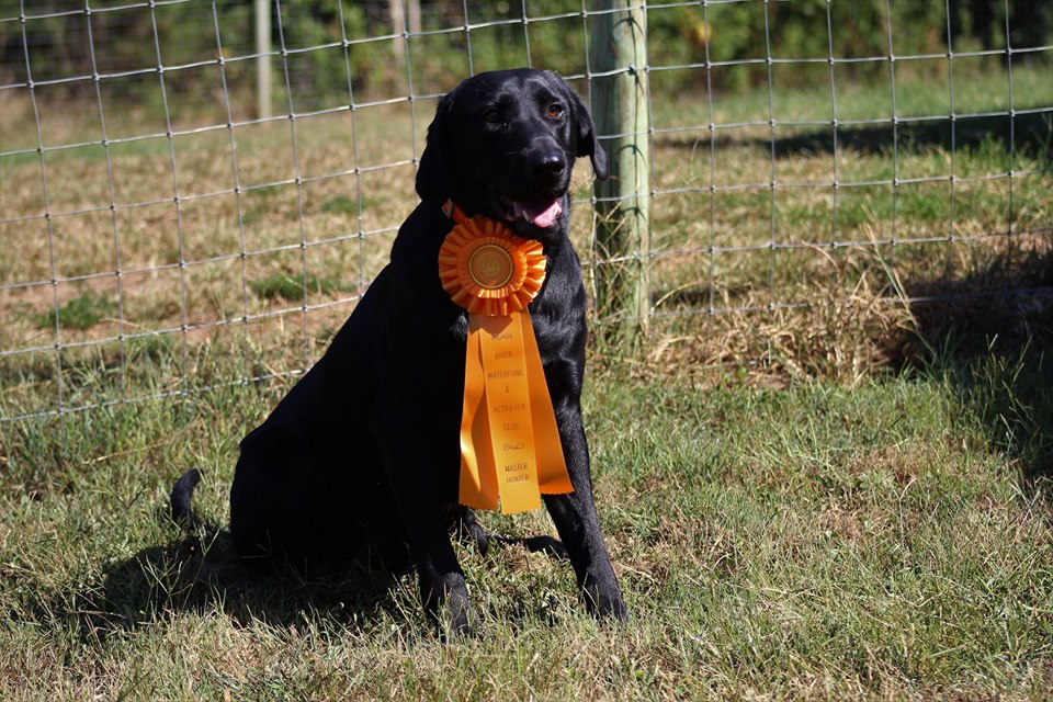 Three Oaks Big Jim SH | Black Labrador Retriver