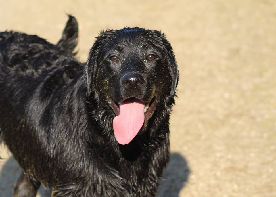 2R Epic Leader | Black Labrador Retriver