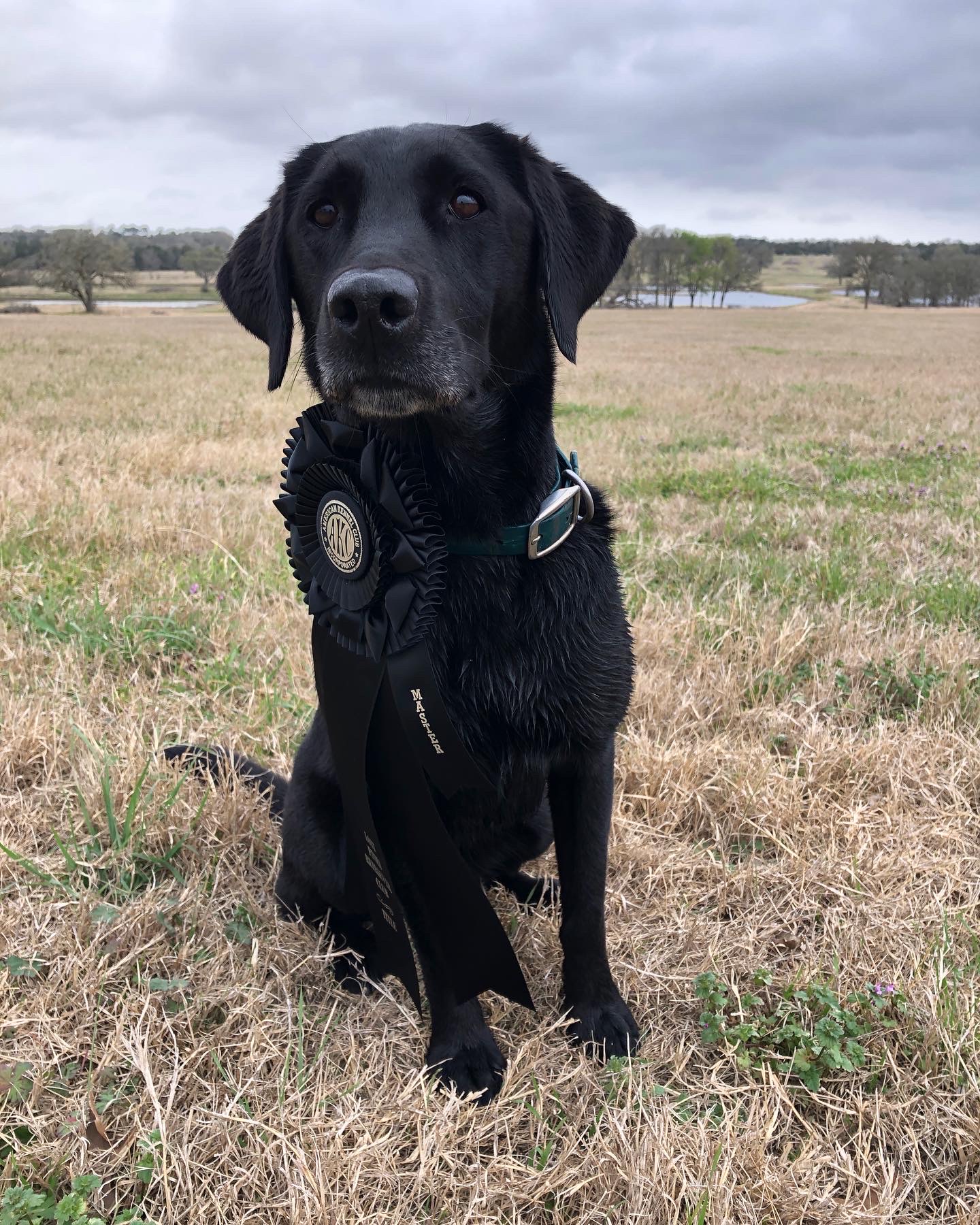 HRCH Romilly On The Bayou MH | Black Labrador Retriver