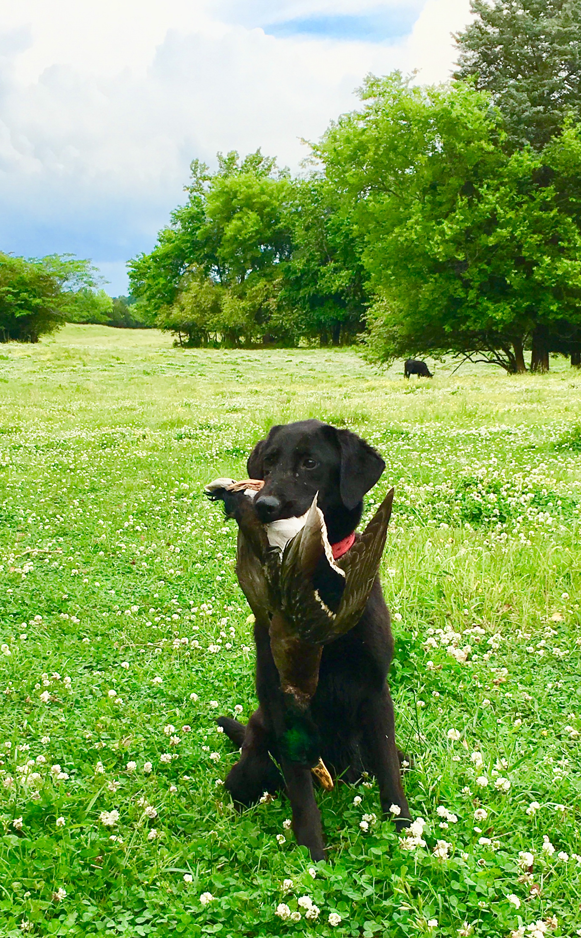 Deets Lottie Delle | Black Labrador Retriver