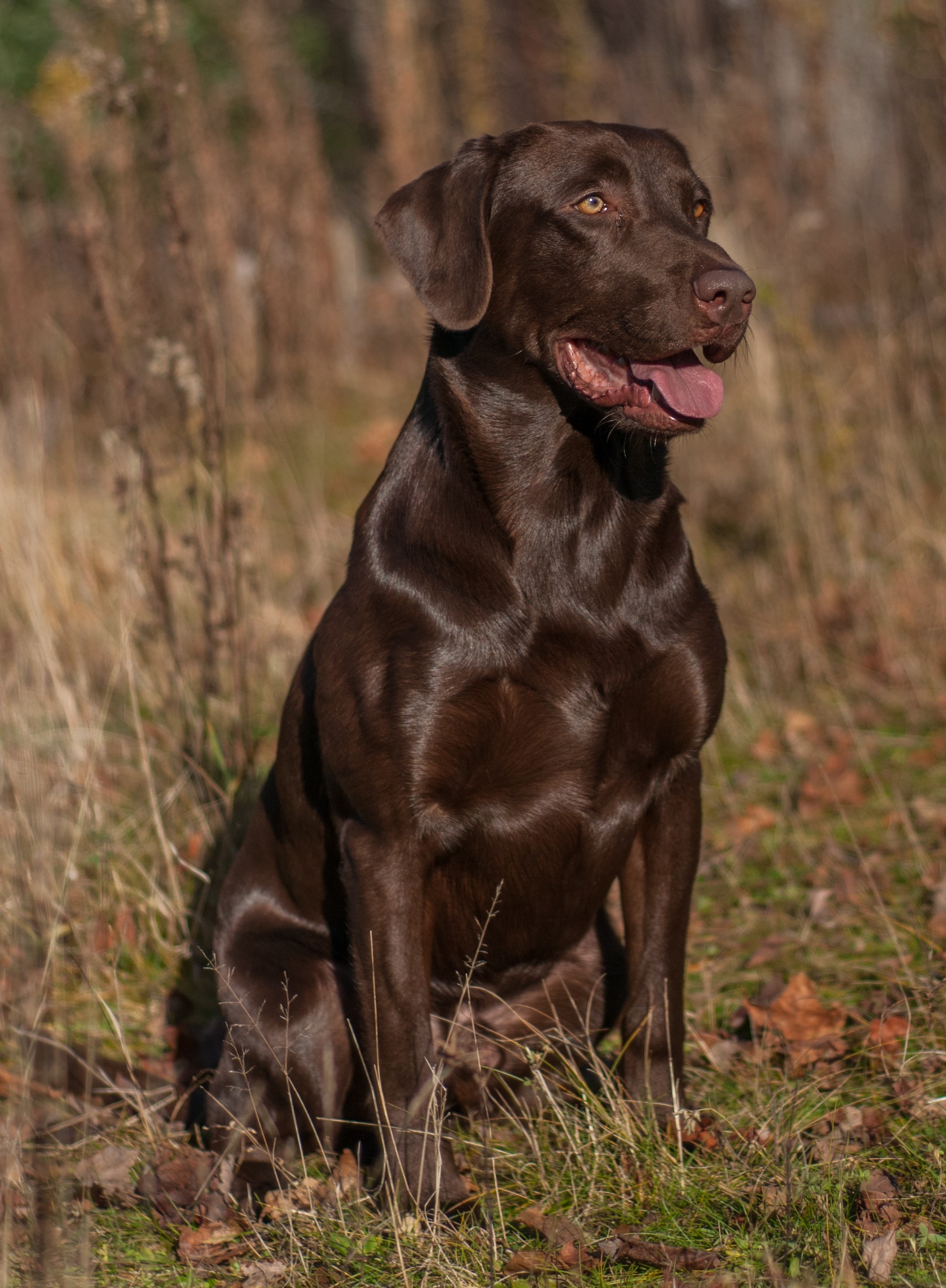 LZL's Pirates Keeper of the Code MH QAA | Chocolate Labrador Retriver