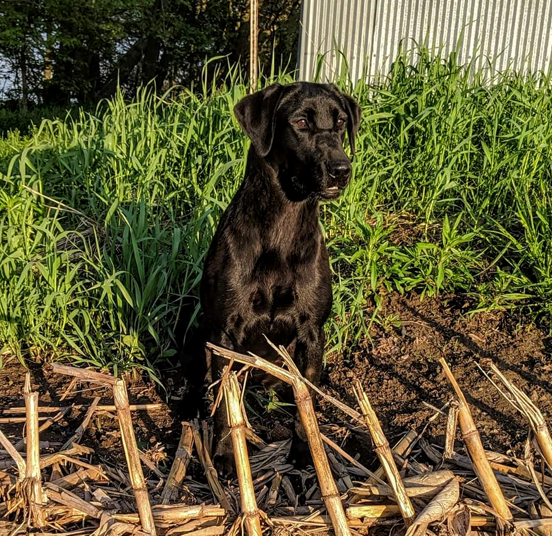 Kell’s Baddest B | Black Labrador Retriver