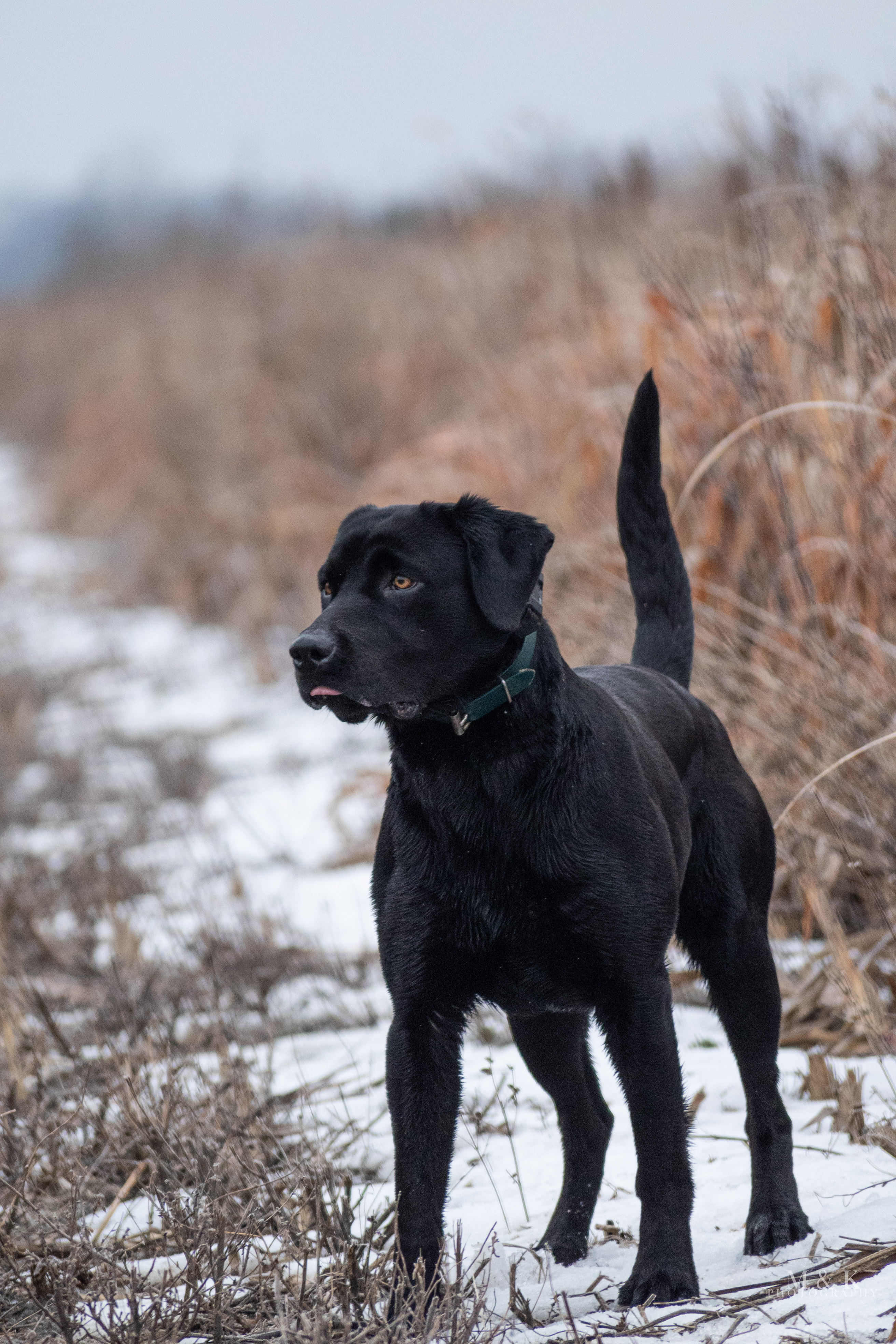 4xGMPR HRCH King Of Duck Acquisition | Black Labrador Retriver