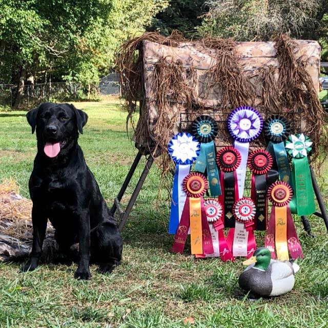 4xGMPR HRCH King Of Duck Acquisition | Black Labrador Retriver