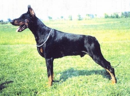 Ibis v. Franckenhorst | Black Doberman Pinscher