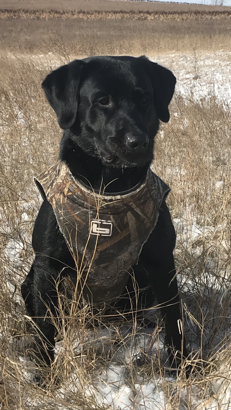 HRCH Hardcores Wingman Maverick | Black Labrador Retriver