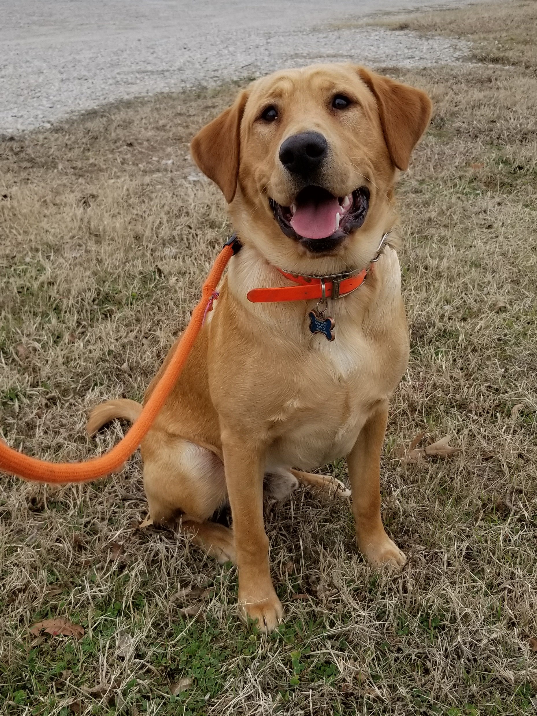 Gtg Oh Captain My Captain | Yellow Labrador Retriver