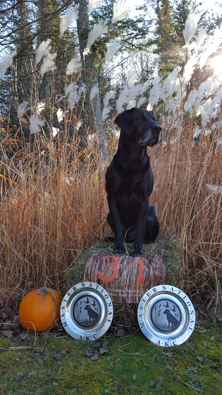 Cranberry River's Otter Boy MH MNR | Black Labrador Retriver