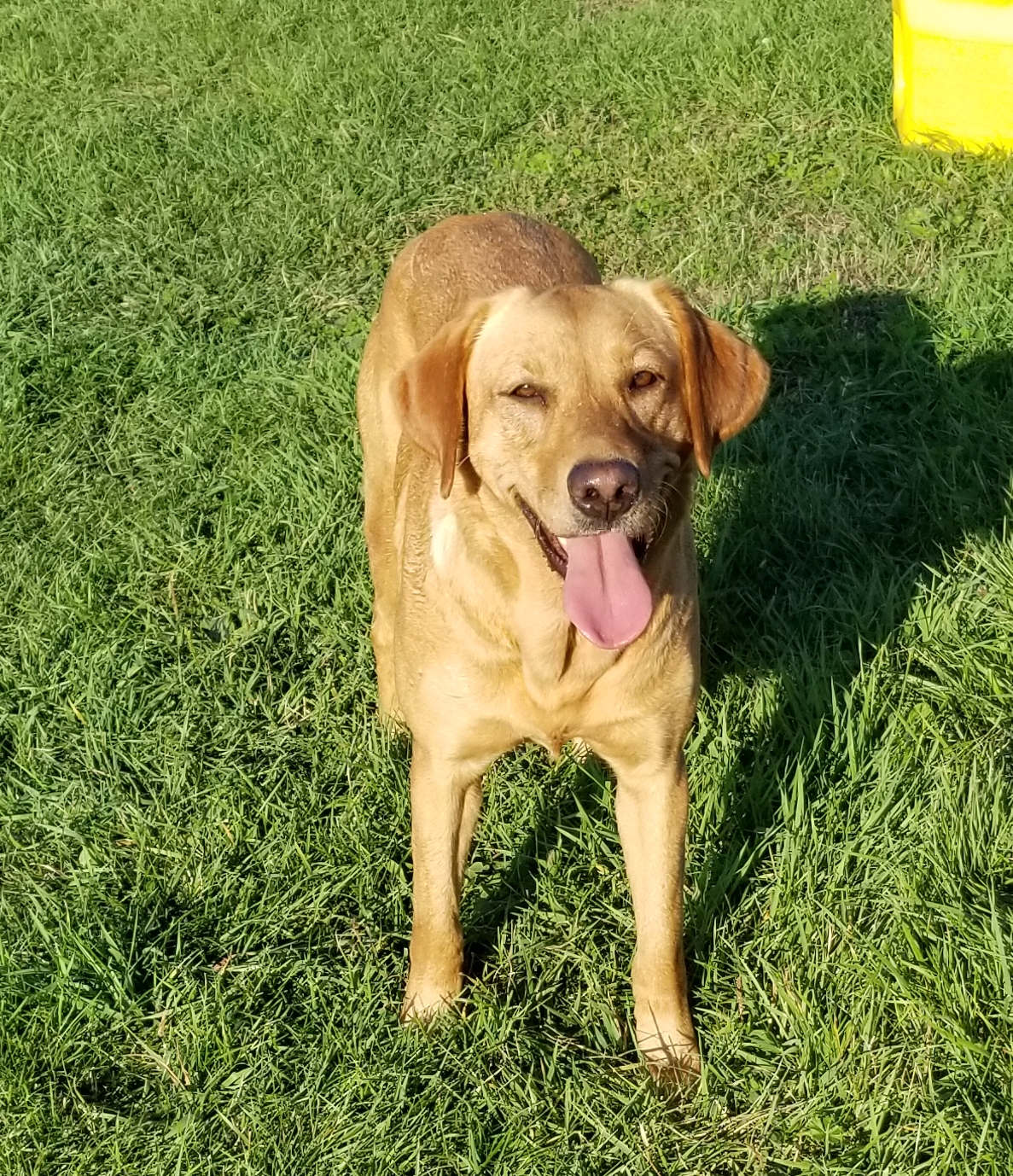 Torgs Sapphire Sophia | Yellow Labrador Retriver