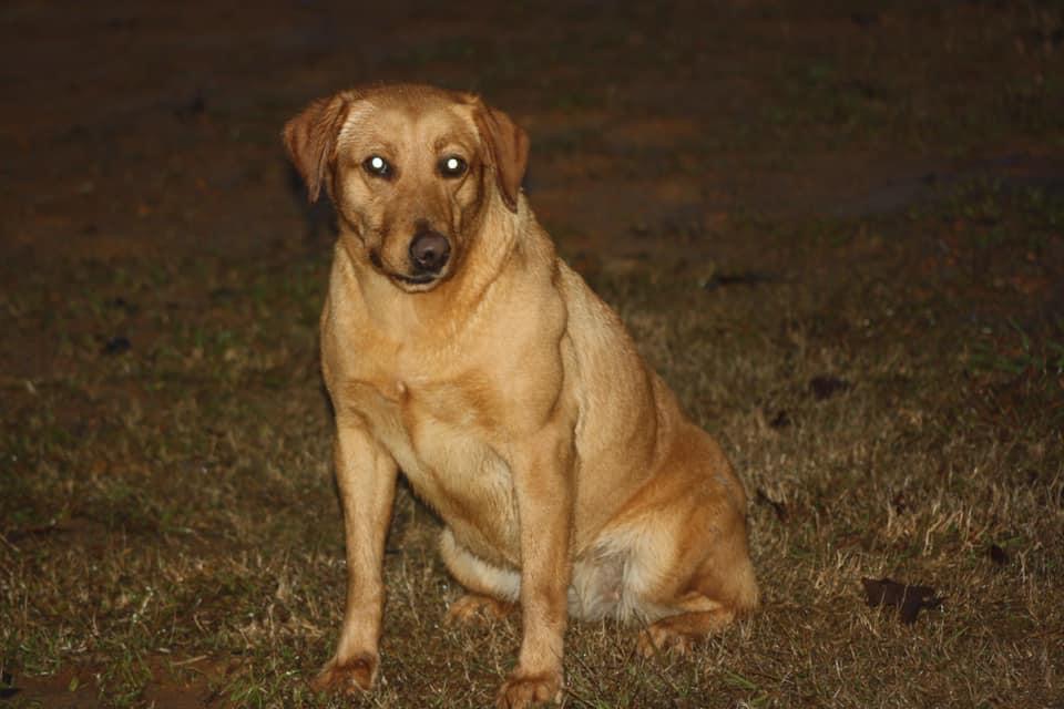 Guns & Rose’s Rose | Yellow Labrador Retriver