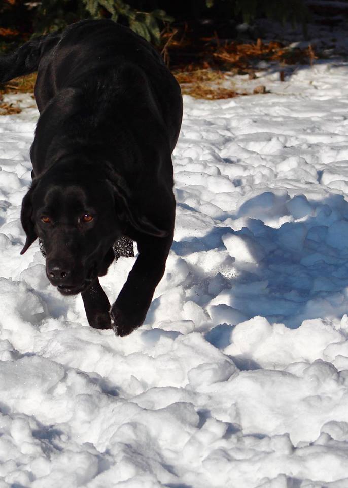 2R Bad N Boujee | Black Labrador Retriver