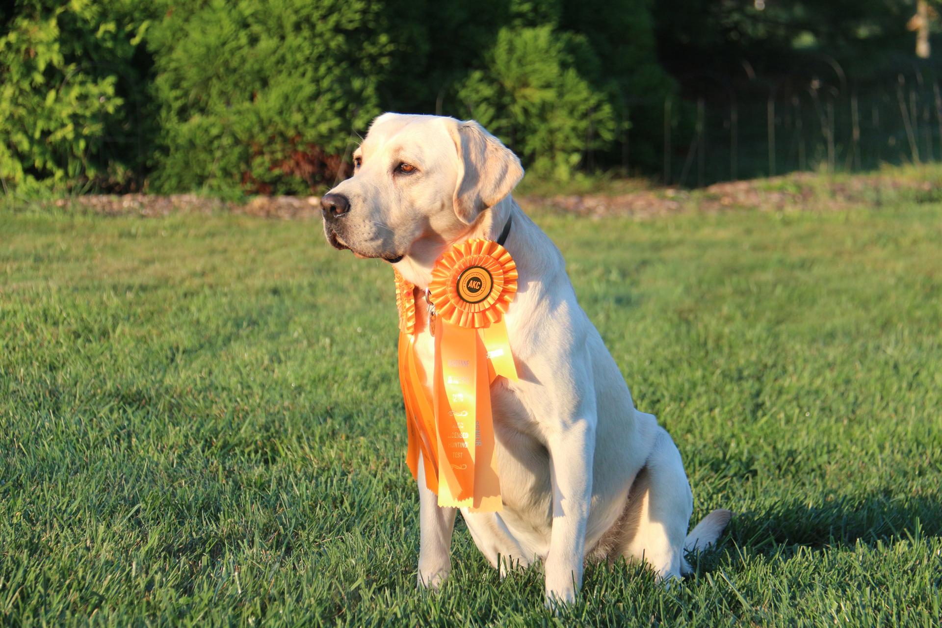 HRCH UH Beren Of Tol Galen SH | Yellow Labrador Retriver