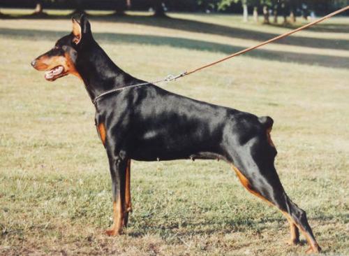 Mouschka-Mariska v. Franckenhorst | Black Doberman Pinscher