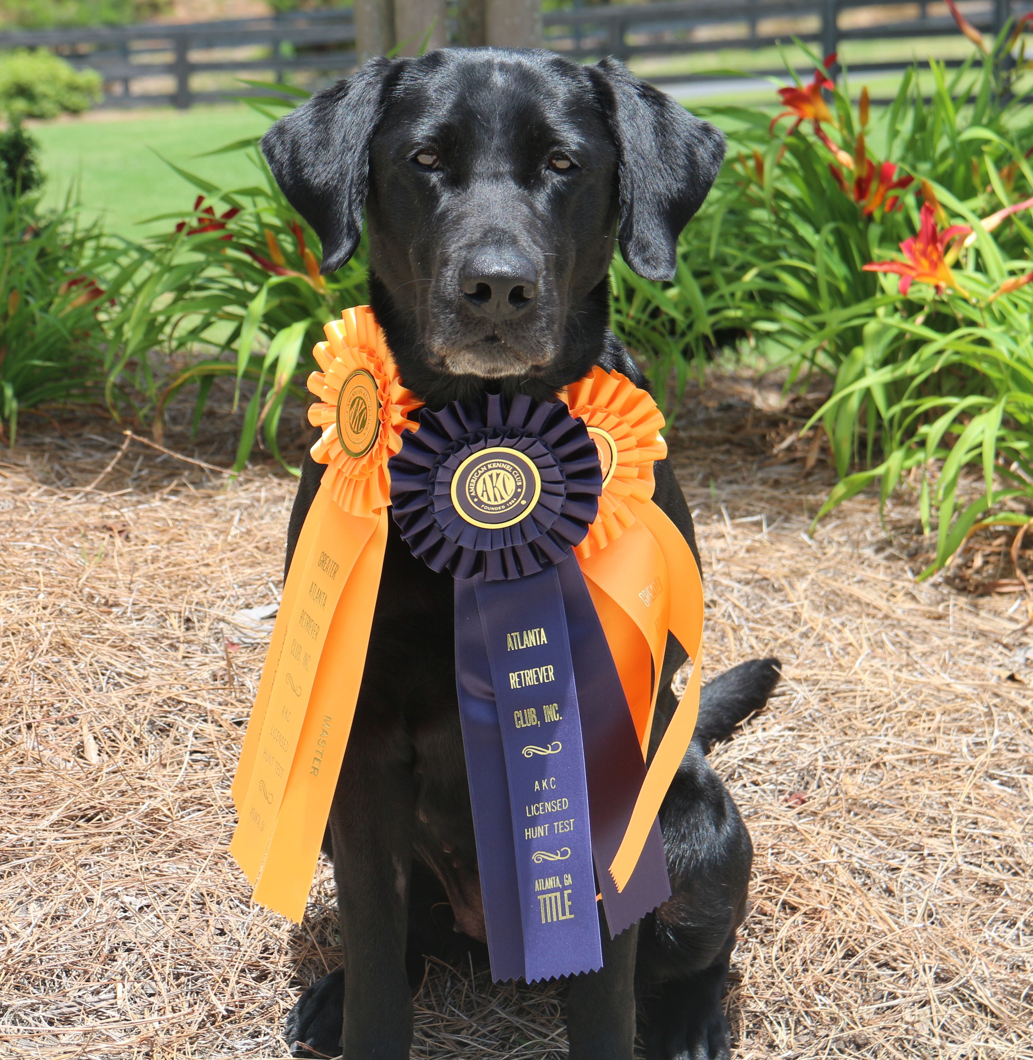 HRCH UH Luthien Of Tol Galen MH | Black Labrador Retriver