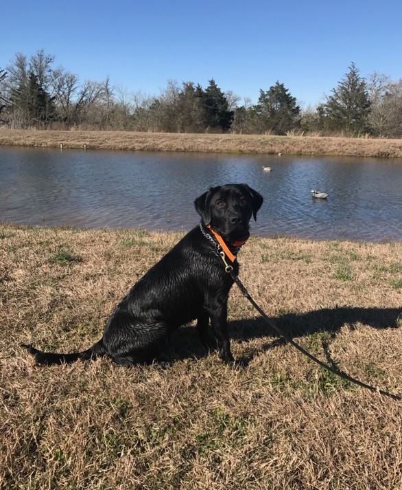 Angelina Jolie III | Black Labrador Retriver